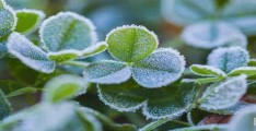 植物是如何保护土壤的?植物是如何保护土壤的实验