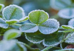 植物是如何保护土壤的?植物是如何保护土壤的实验