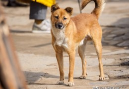 中华田园犬为什么叫土狗(土狗是什么意思)