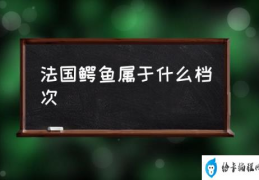 法国鳄鱼属于什么档次(法国鳄鱼有几个版本？)