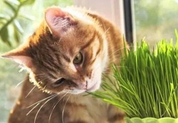 猫草是什么植物的种子