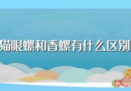 猫眼螺和香螺有什么区别(猫眼螺和香螺有什么不同)