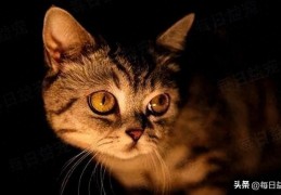 猫咪半夜对着门口嚎叫怎么回事(半夜猫叫是不是有鬼)