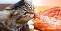 猫不吃饭怎么办(新猫到家老猫不吃饭怎么办)