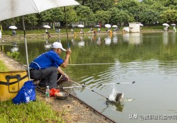 钓罗非鱼饵的4种味型，到底哪种最好用(罗非鱼喜欢吃什么饵料)