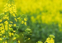 春季种植油菜花需要注意(春季种植油菜花需要注意什么催熟还是排水)