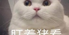 安哥拉猫(安哥拉猫和狮子猫区别)