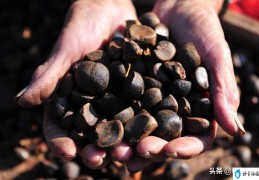 山茶油的价格表(山茶油多少钱一斤)