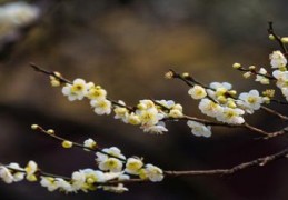 全部花的花语和象征(黄腊梅的花语和象征)