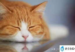 猫咪便血的几种情况(如果猫咪便血该怎么办)