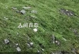 村民找牛途中偶遇大熊猫(用手机拍下了这一珍贵的场景)