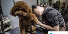 学习自己动手给泰迪狗狗美容（自己动手帮泰迪犬美容的5个步骤）