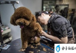 学习自己动手给泰迪狗狗美容（自己动手帮泰迪犬美容的5个步骤）