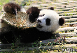 熊猫的特点和生活特征(熊猫生活习性)