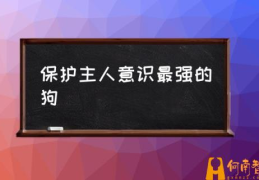 保护主人意识最强的狗(对主人忠诚的狗狗有哪些？)