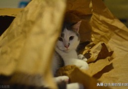 小猫的生活习性有哪些(小猫的生活习性)