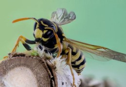 蜜蜂是不是昆虫（蜜蜂是不是昆虫?为什么?）