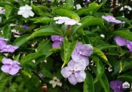 茉莉花和双色茉莉哪个好养？(鸳鸯茉莉)