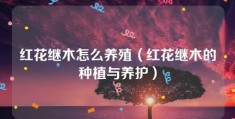 红花继木怎么养殖（红花继木的种植与养护）