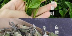 白茶种类介绍及品鉴指南(白茶有哪些典型品种)