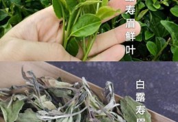 白茶种类介绍及品鉴指南(白茶有哪些典型品种)