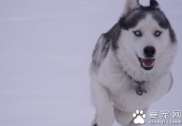 雪橇犬价格！（雪橇狗多少钱？ ）