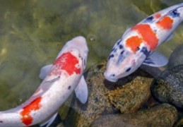 池浑浊的水变清的三种方法(鱼池水浑浊怎么变清)