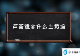 芦荟适合什么土栽培(养芦荟营养土怎么放？)