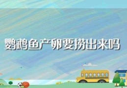 鹦鹉鱼产卵要捞出来吗(鹦鹉鱼产卵可以孵出小鱼吗)