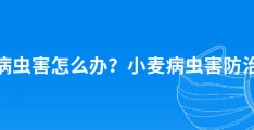 小麦病虫害怎么办？小麦病虫害防治攻略