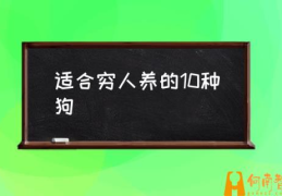 什么狗狗最听话，最好养？(适合穷人养的10种狗)