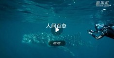 研究人员发现海水中鲸鲨的基因秘密(在海水中留下DNA的痕迹)