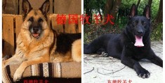 牧羊犬有哪些品种(盘点最常见的10大牧羊犬)