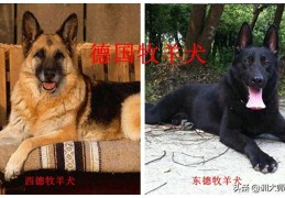 牧羊犬有哪些品种(盘点最常见的10大牧羊犬)