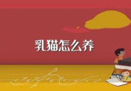 乳猫怎么养(奶猫的喂养方法)