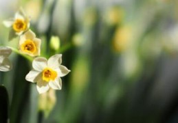 水仙花出花苞(水仙花几天发芽)