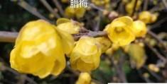 腊梅与梅花是一种花吗(腊梅与梅花有什么区别)