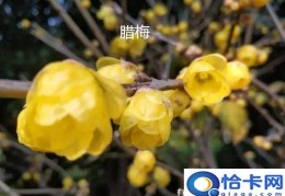 腊梅与梅花是一种花吗(腊梅与梅花有什么区别)