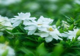 栀子花枯萎了怎么救活(栀子花叶突然蜷缩变干)