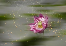 没人敢惹，没人敢欺负的4大星座(没人敢欺负的星座)