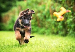 德牧犬的优点和缺点(德牧犬好养吗?优缺点有哪些)