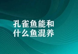 孔雀鱼能和什么鱼混养(孔雀鱼与其他鱼类混养注意事项)