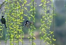 春天一共有几个节气 (春天不同节气的不同习俗)