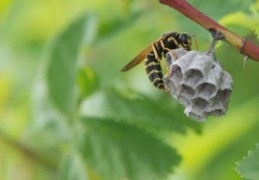 胡蜂蜂王过冬后怎样喂(胡蜂蜂王培育技术)