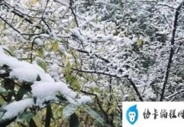 冷空气发威 上海已见初雪(初雪有什么美好的寓意)