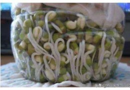 用塑料瓶生绿豆芽怎么做？(生绿豆芽最详细的方法)