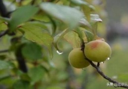 梅子黄时是什么季节(梅子成熟的季节)