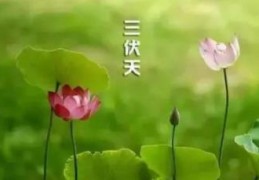 七月盛夏八月什么(盛夏是七月还是八月)