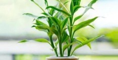 室内养什么样的植物最好？(室内什么植物最好养)