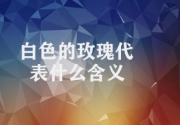 白色的玫瑰代表什么含义(白色玫瑰的美好内涵)